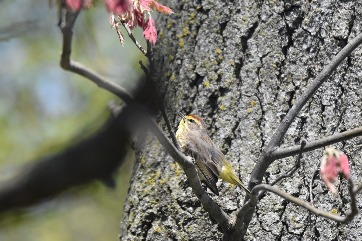 Palm Warbler - ML266017311