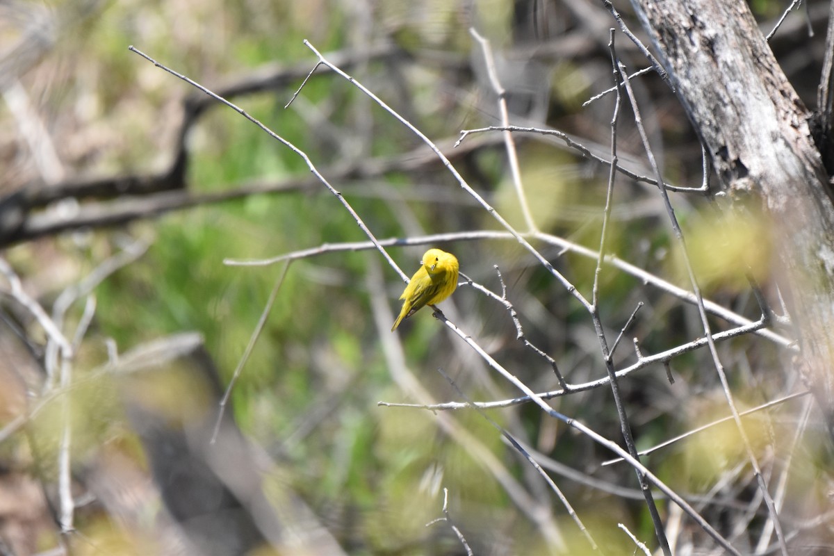 Paruline jaune - ML266017561