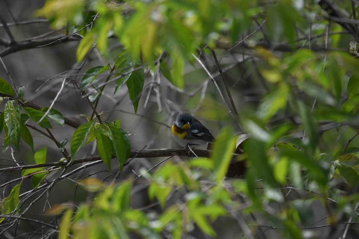 Northern Parula - ML266017611