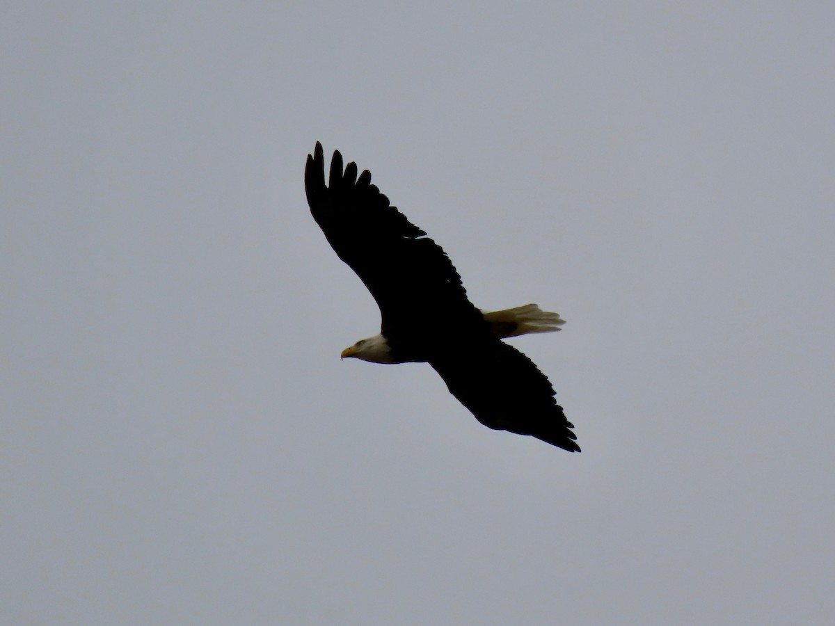 Bald Eagle - Kathleen Dvorak