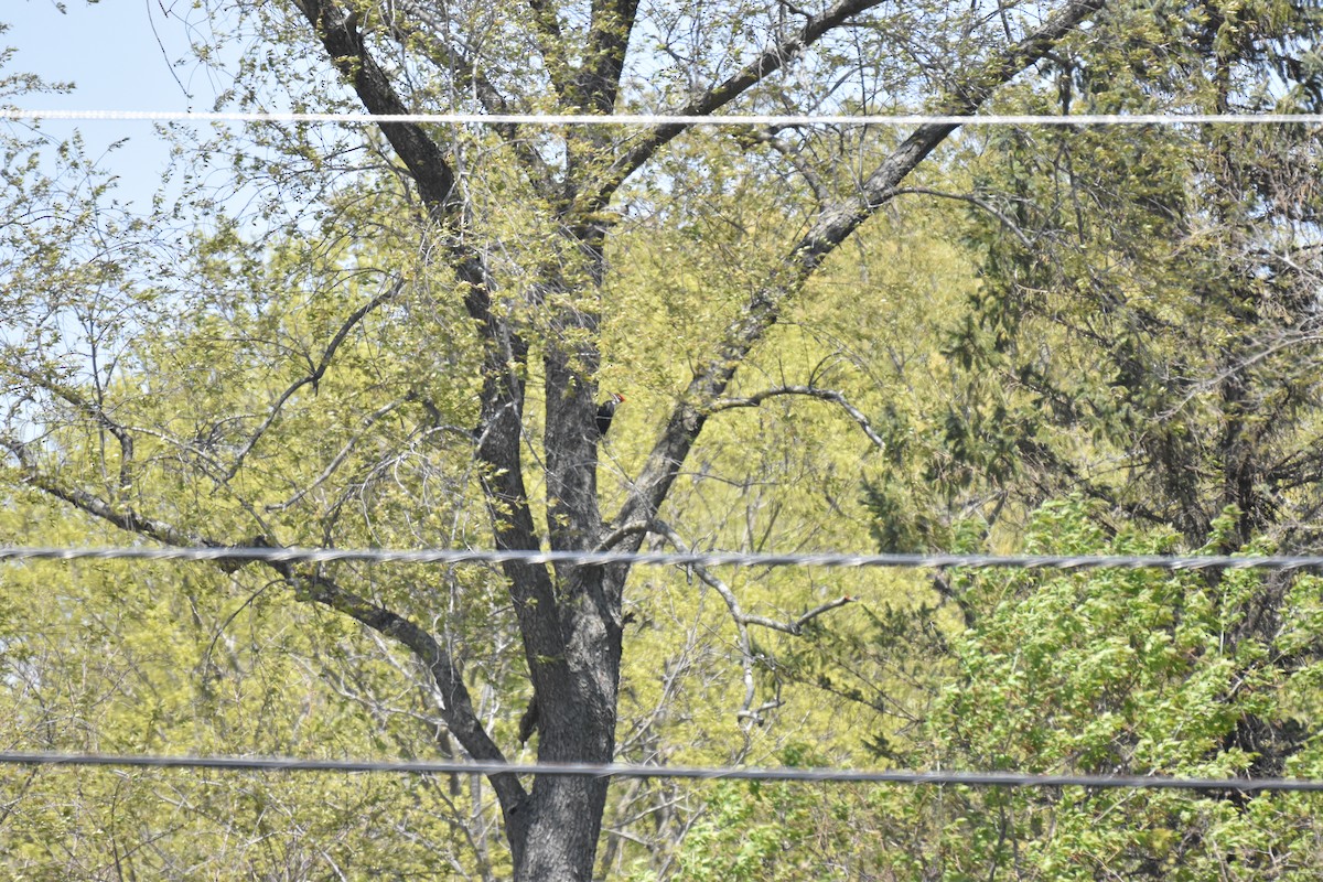 Pileated Woodpecker - ML266018021