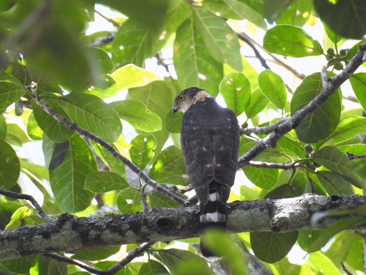 Bicolored Hawk - Heidi Ware Carlisle