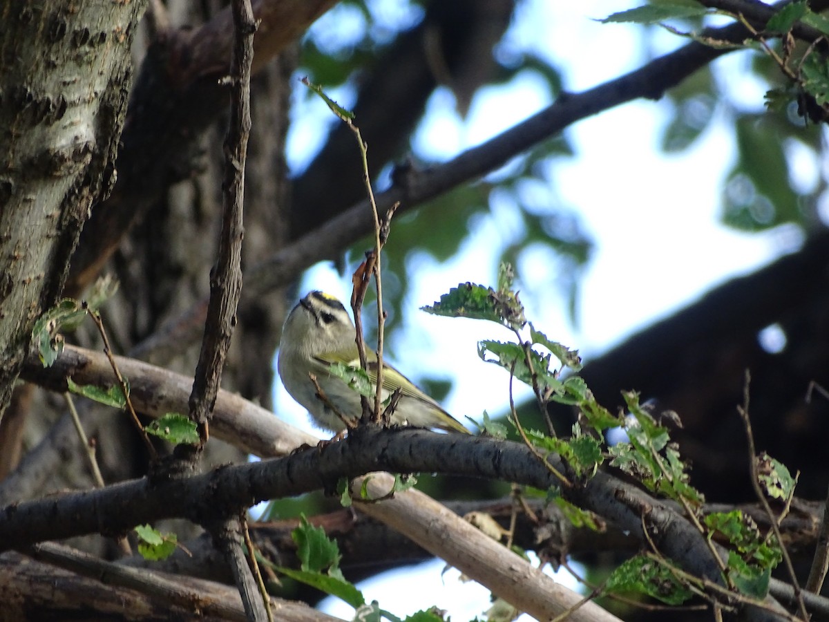 Golden-crowned Kinglet - ML266019621