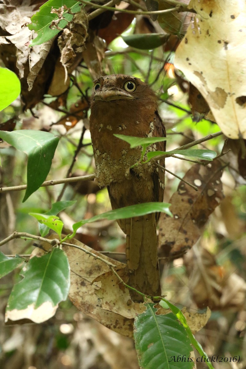 Sri Lanka Frogmouth - ML26602001