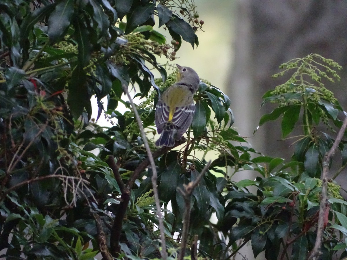 Magnolia Warbler - ML266020601