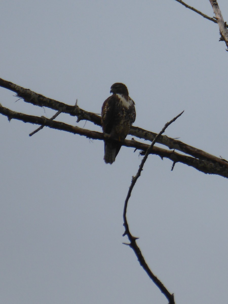 Red-tailed Hawk - ML266020991