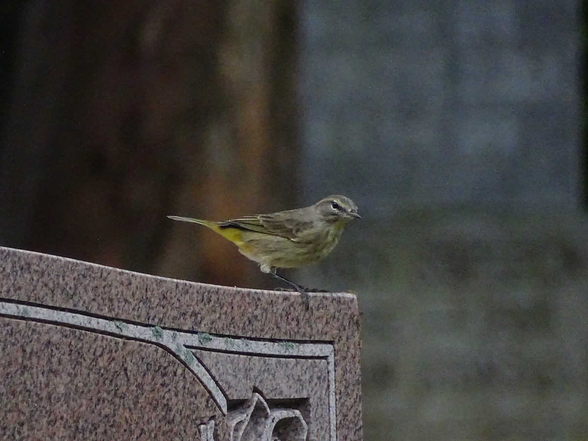 Palm Warbler - ML266021111