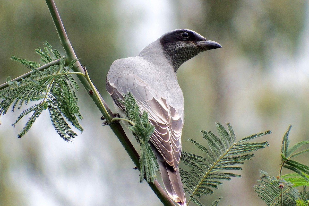 Black-faced Cuckooshrike - ML266021581