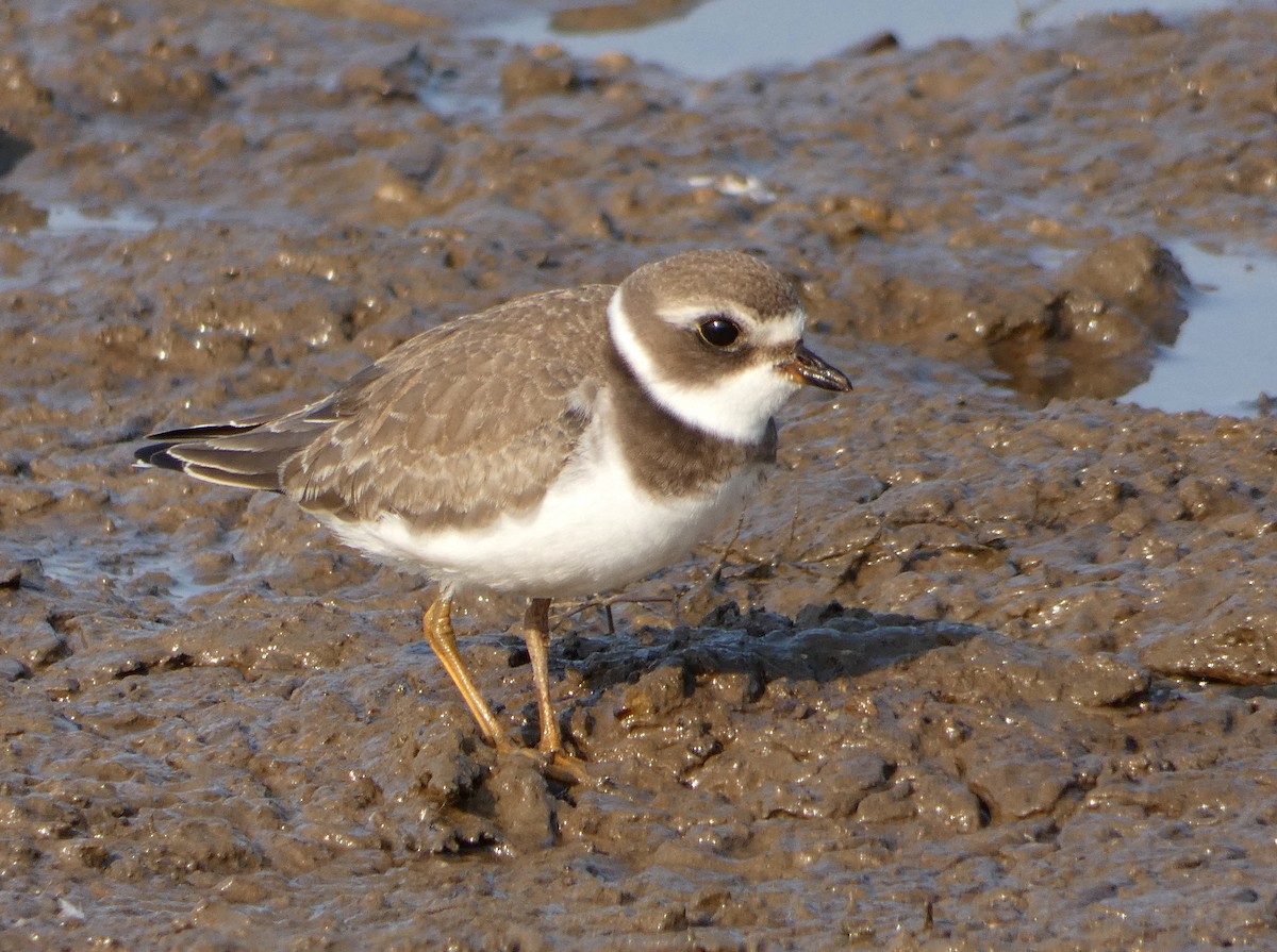 Semipalmated Plover - Monique Berlinguette