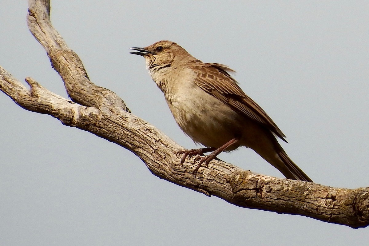 Rufous Songlark - ML266021951