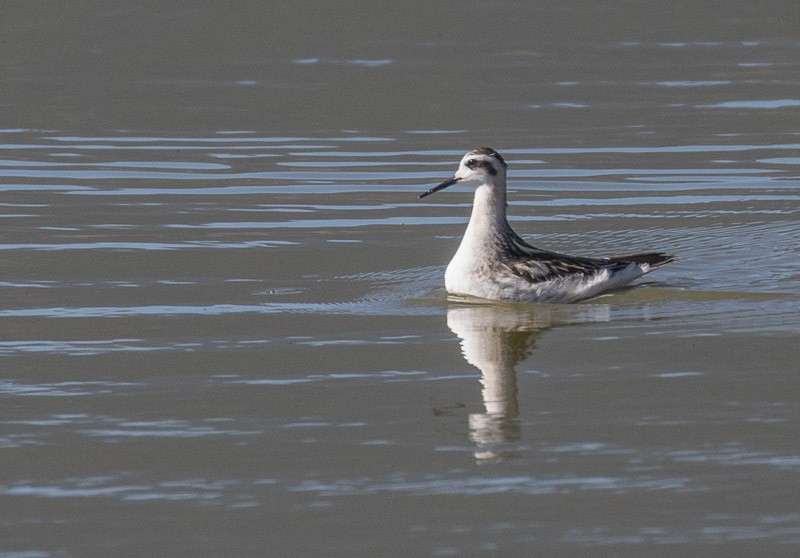 Red-necked Phalarope - ML266022401