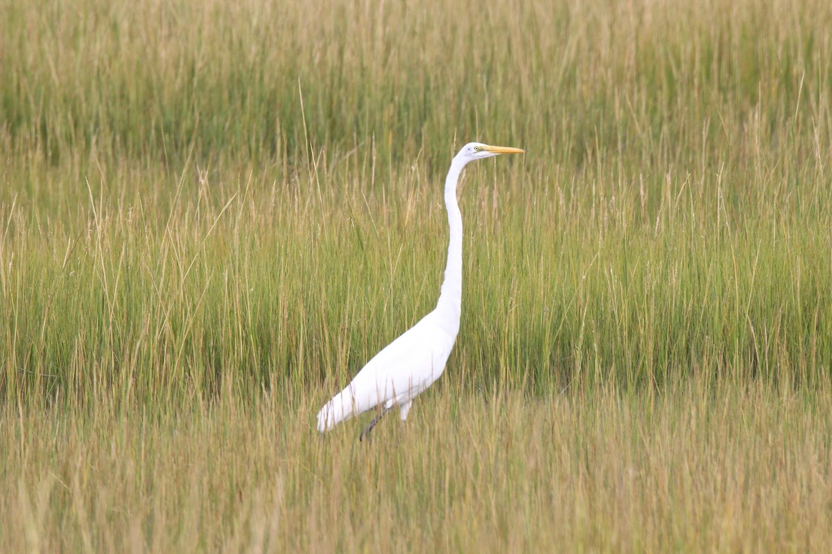 Great Egret - ML266023071