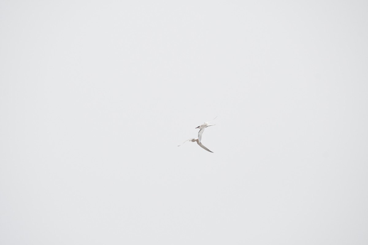 Common Tern - ML266027151