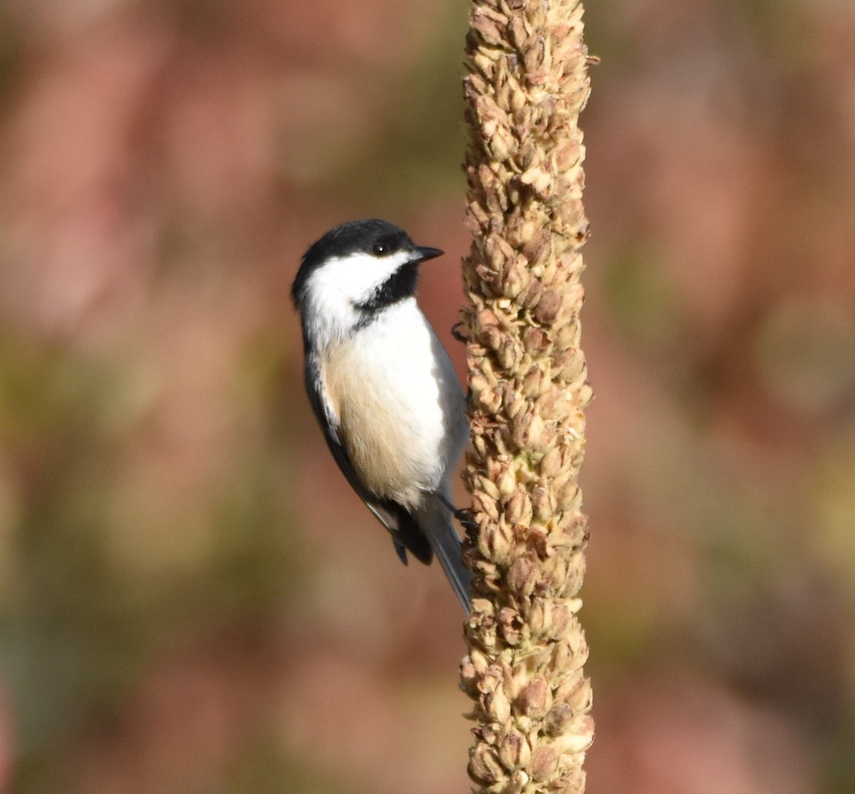 Black-capped Chickadee - Peter Olsoy