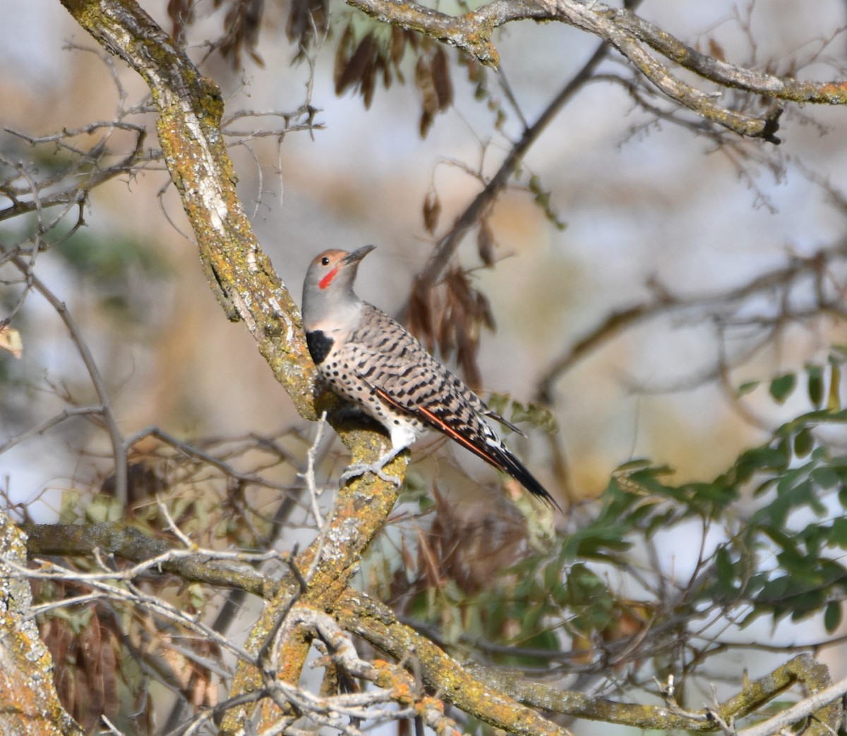 Northern Flicker - Peter Olsoy