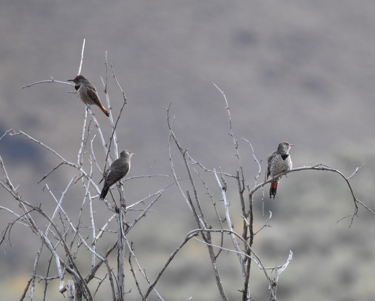 Northern Flicker - Peter Olsoy