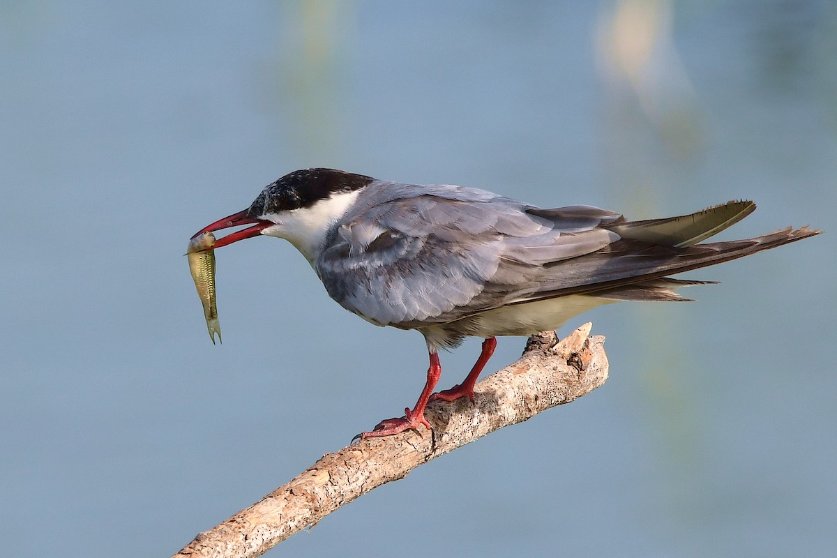 Whiskered Tern - Thomas Rickfelder