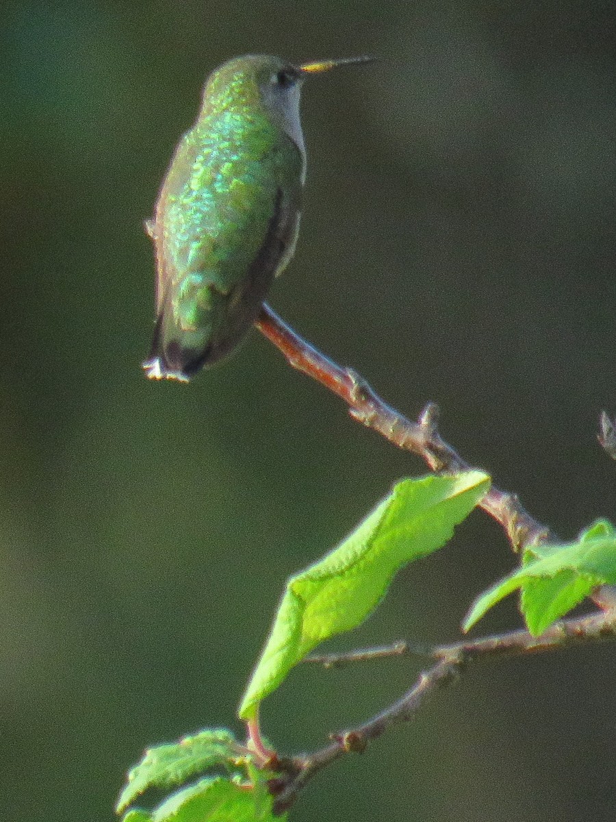 Colibri à gorge rubis - ML266029911