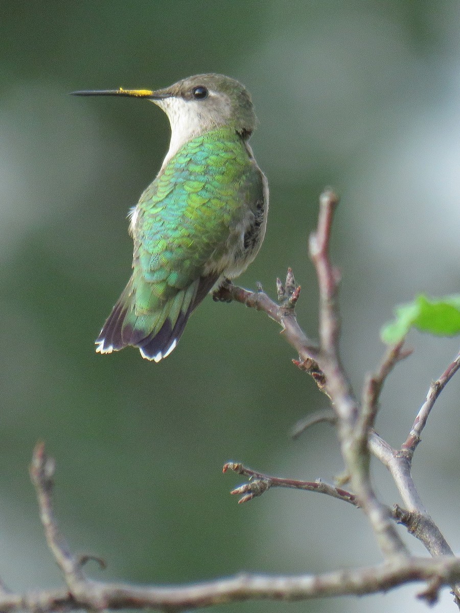 Colibri à gorge rubis - ML266029941