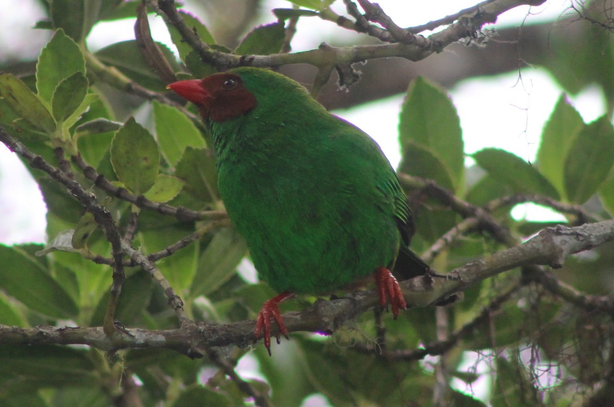 Grass-green Tanager - David Weaver