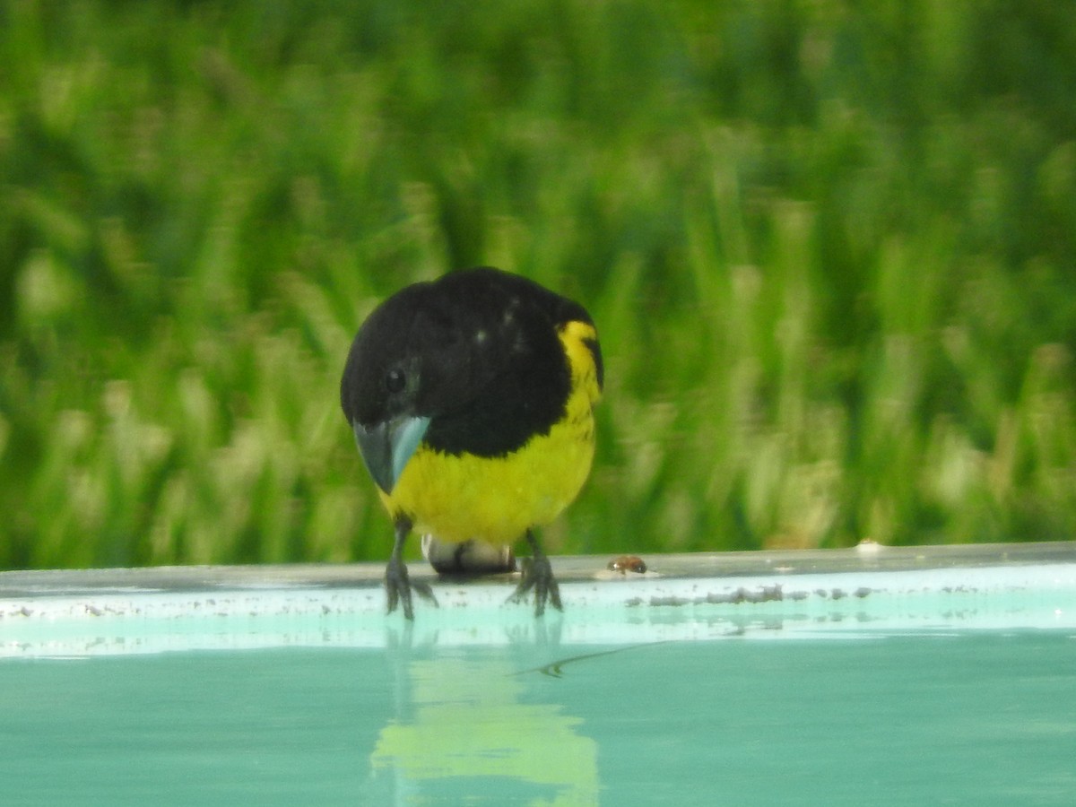 Black-backed Grosbeak - ML266032161