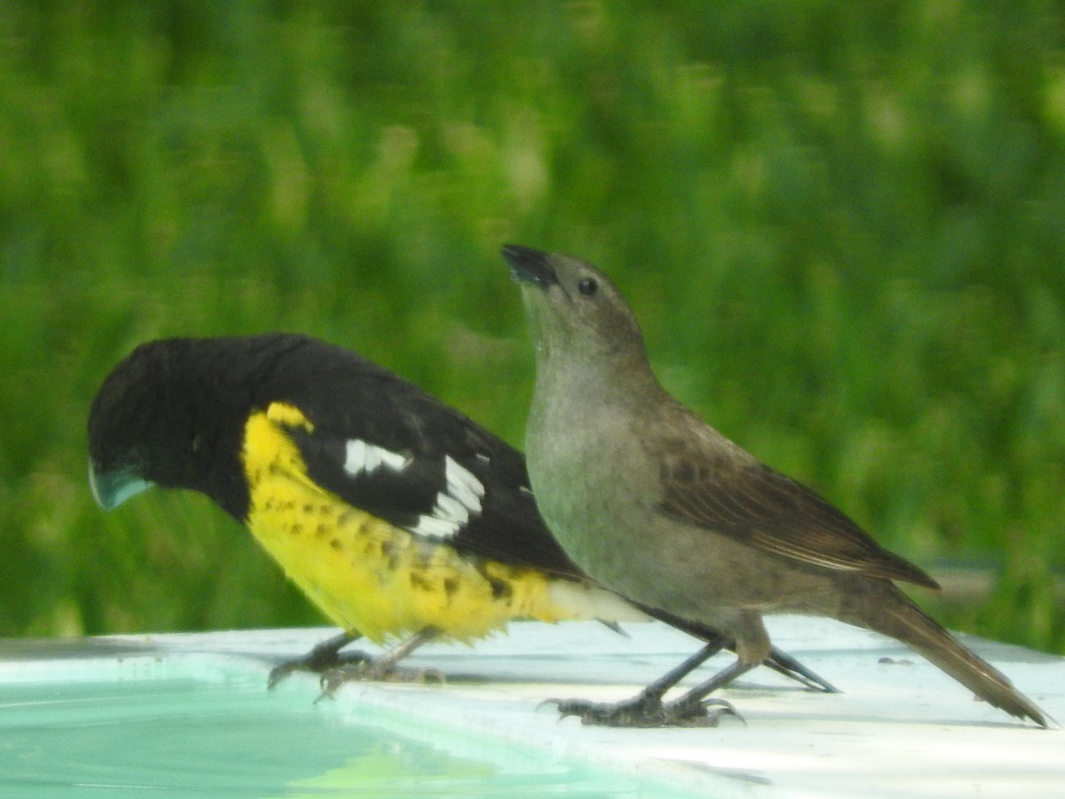 Black-backed Grosbeak - ML266032271