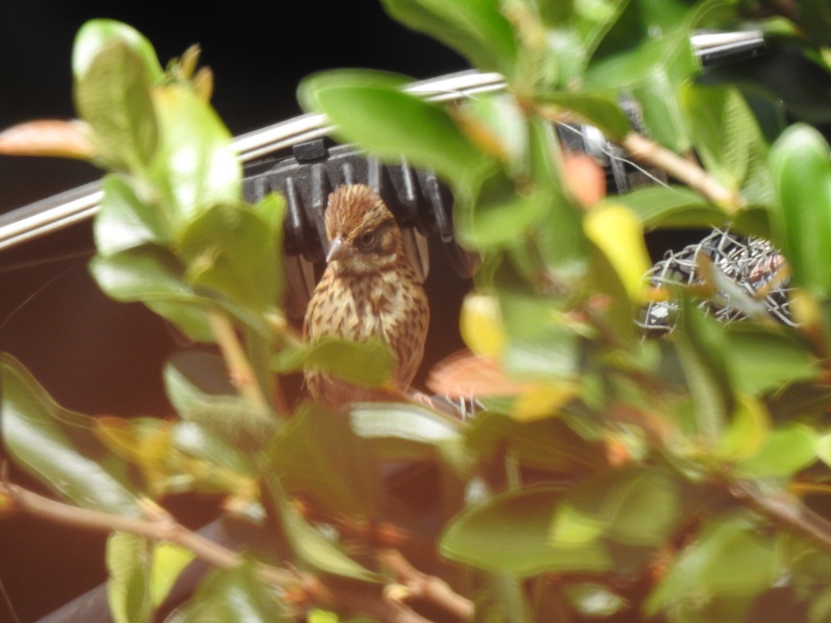 Rufous-collared Sparrow - Heidi  Viteri