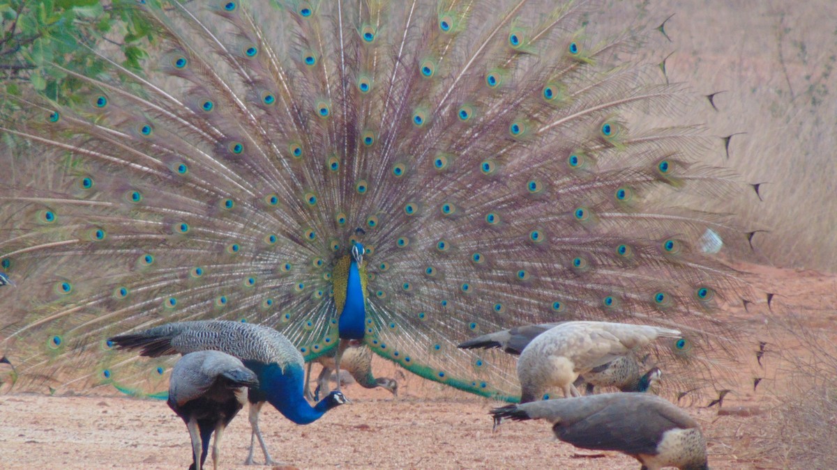 Indian Peafowl - ML26603341