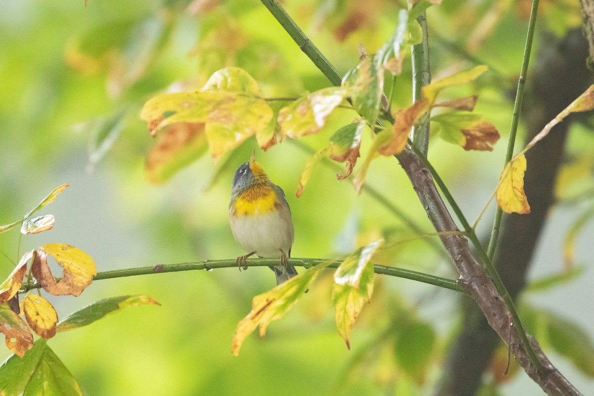 Northern Parula - ML266034381