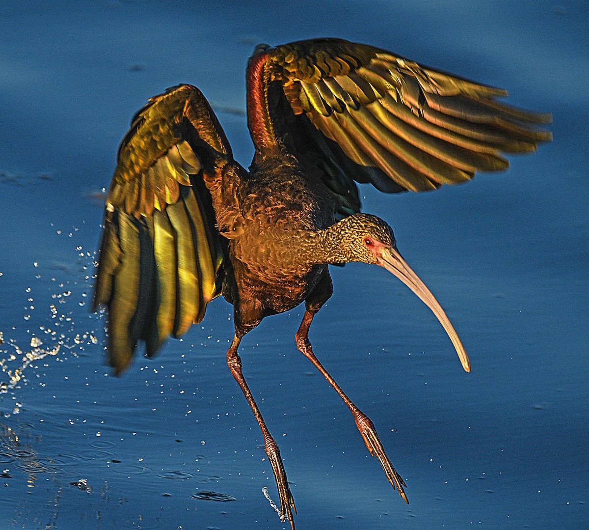 ibis americký - ML266035241