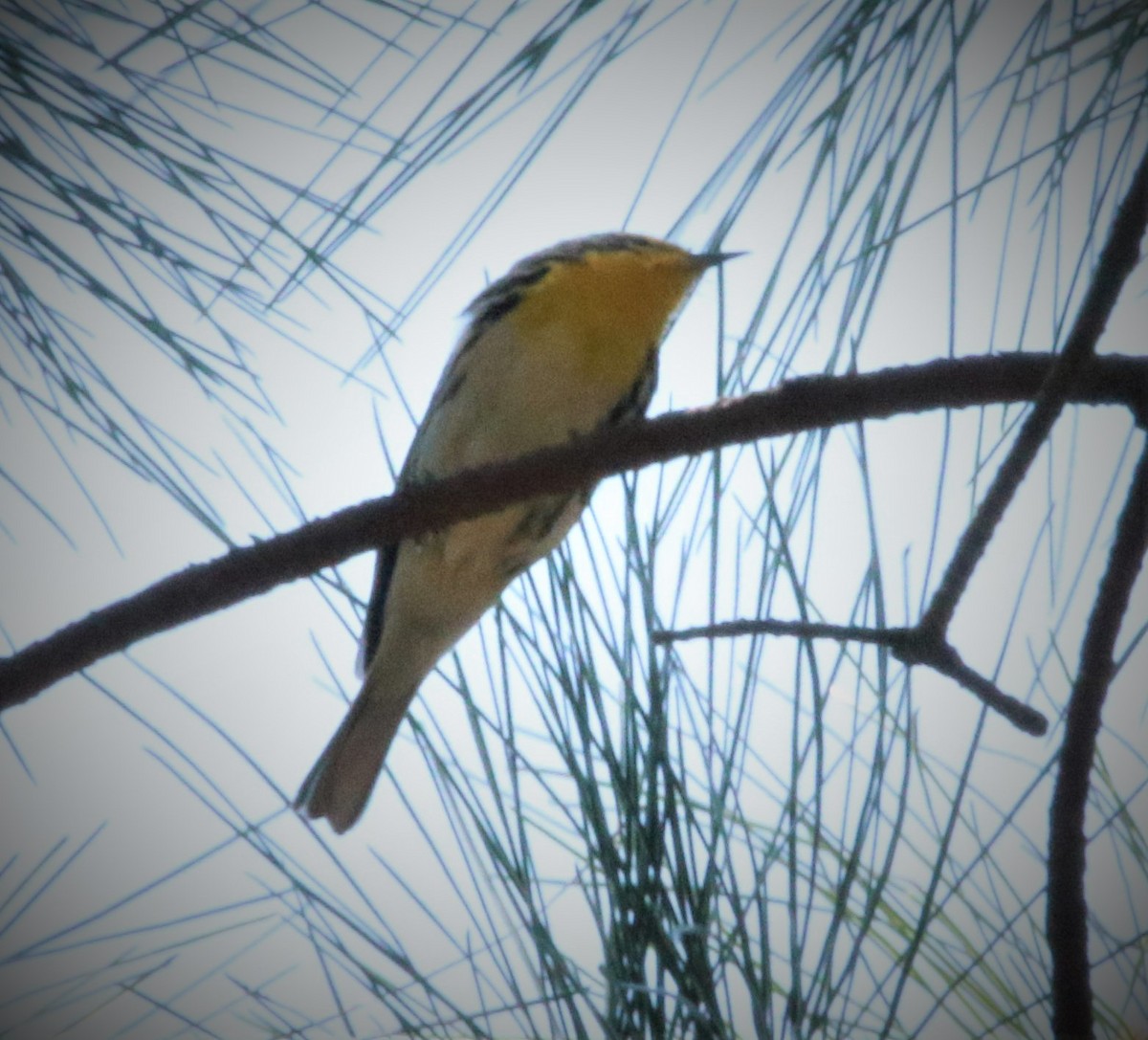 Grace's Warbler - ML266036041