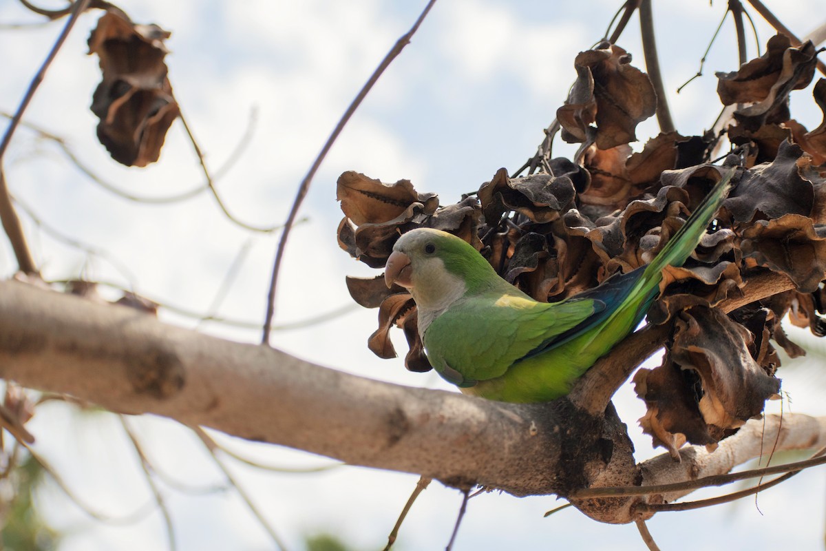 Monk Parakeet - ML266040411