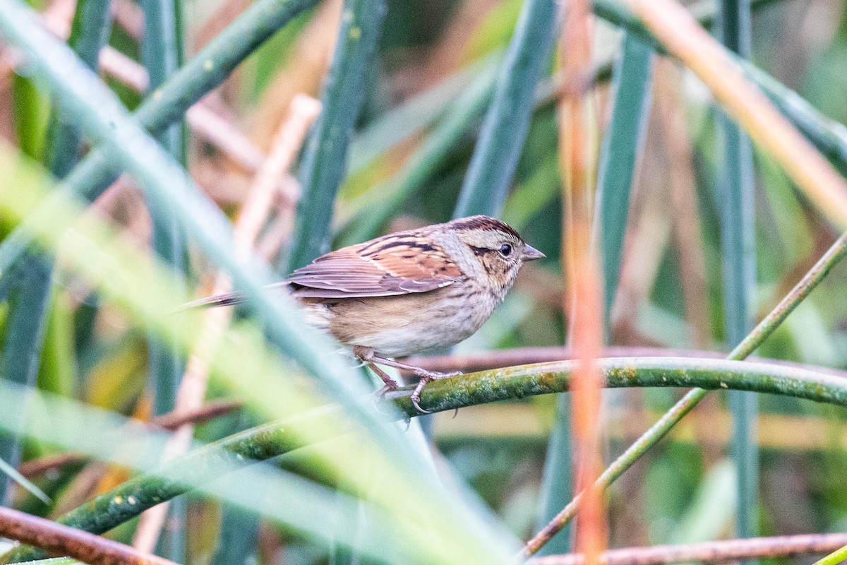 Swamp Sparrow - ML266042101