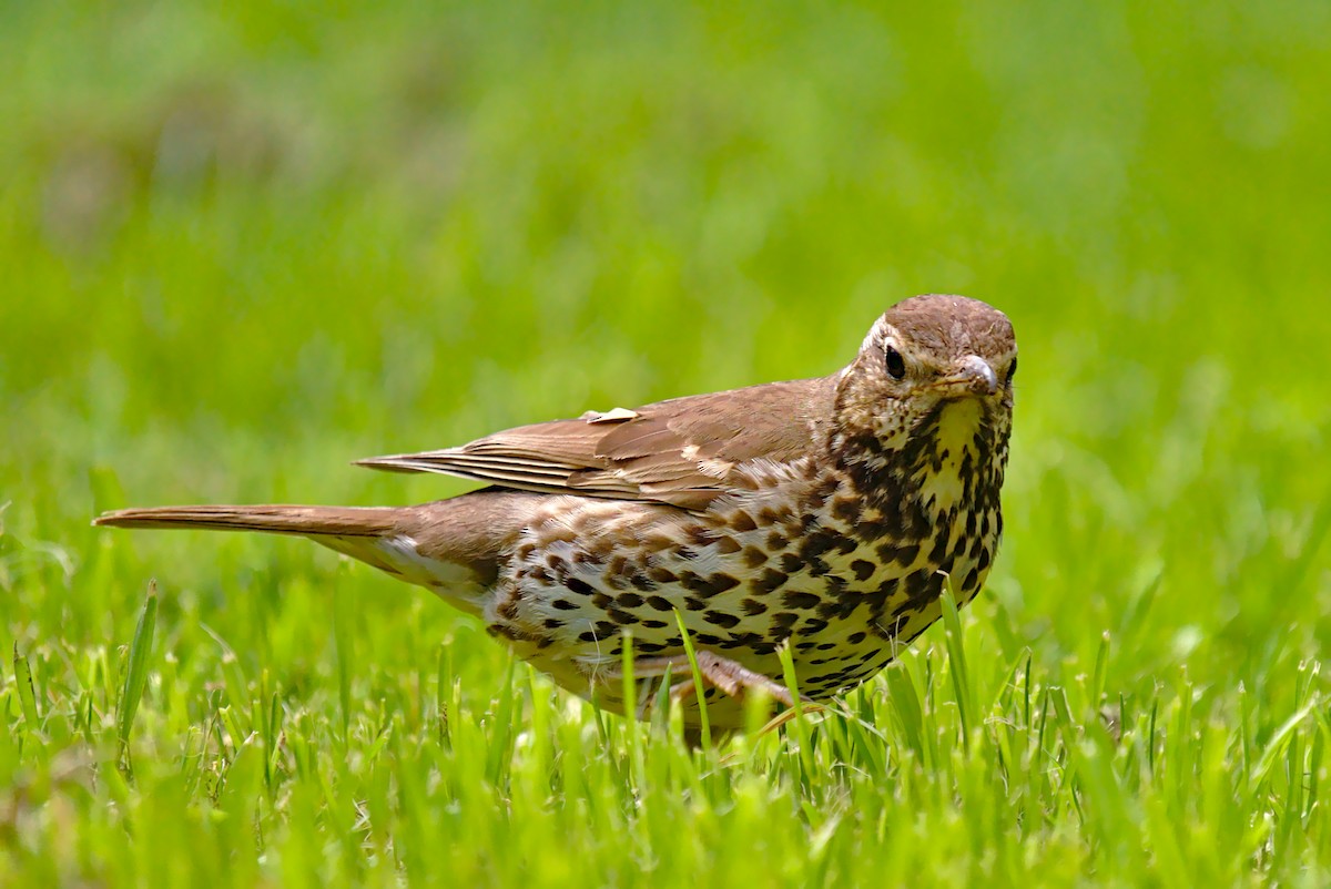 Song Thrush - ML266042541