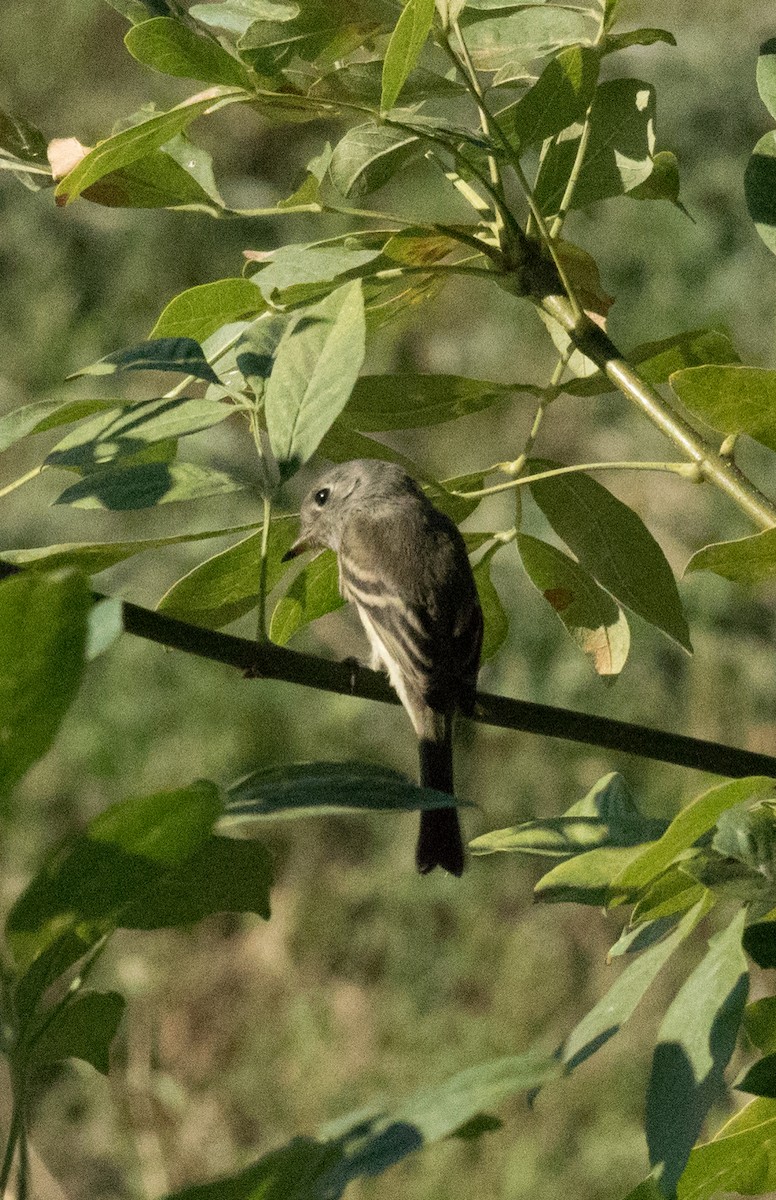 Dusky Flycatcher - ML266043151