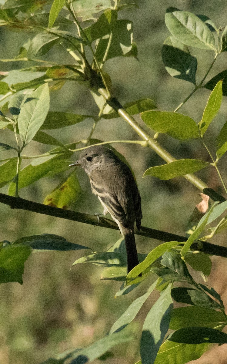 Dusky Flycatcher - ML266043301