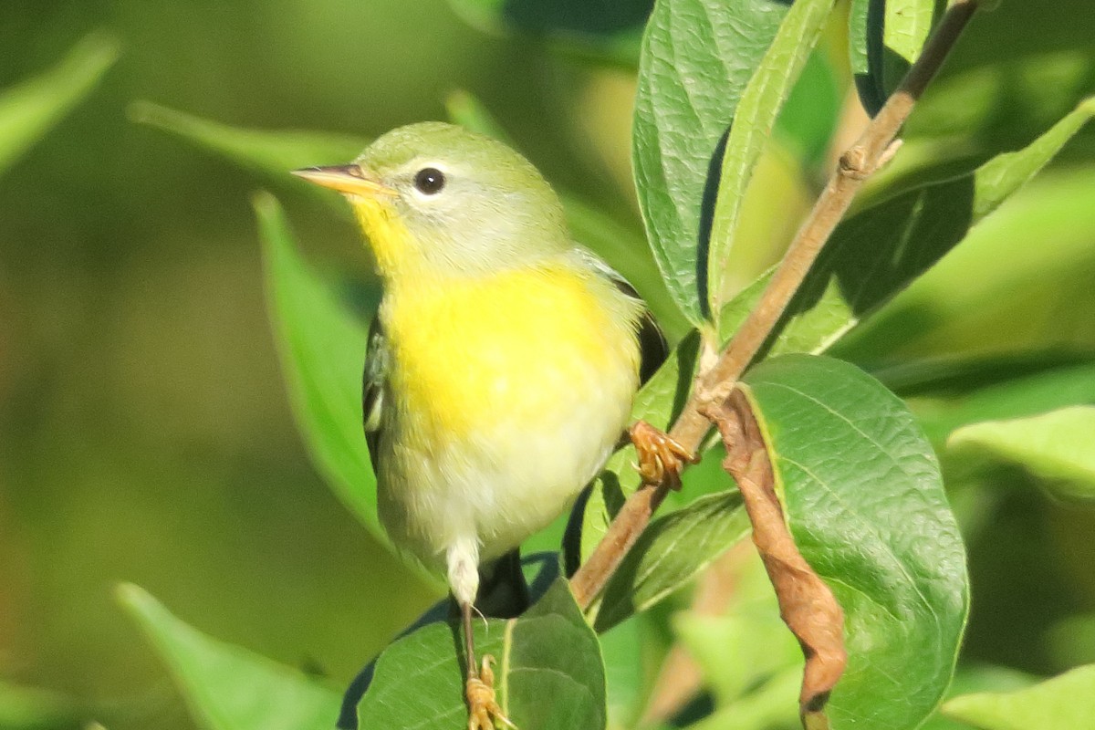 Northern Parula - ML266046811
