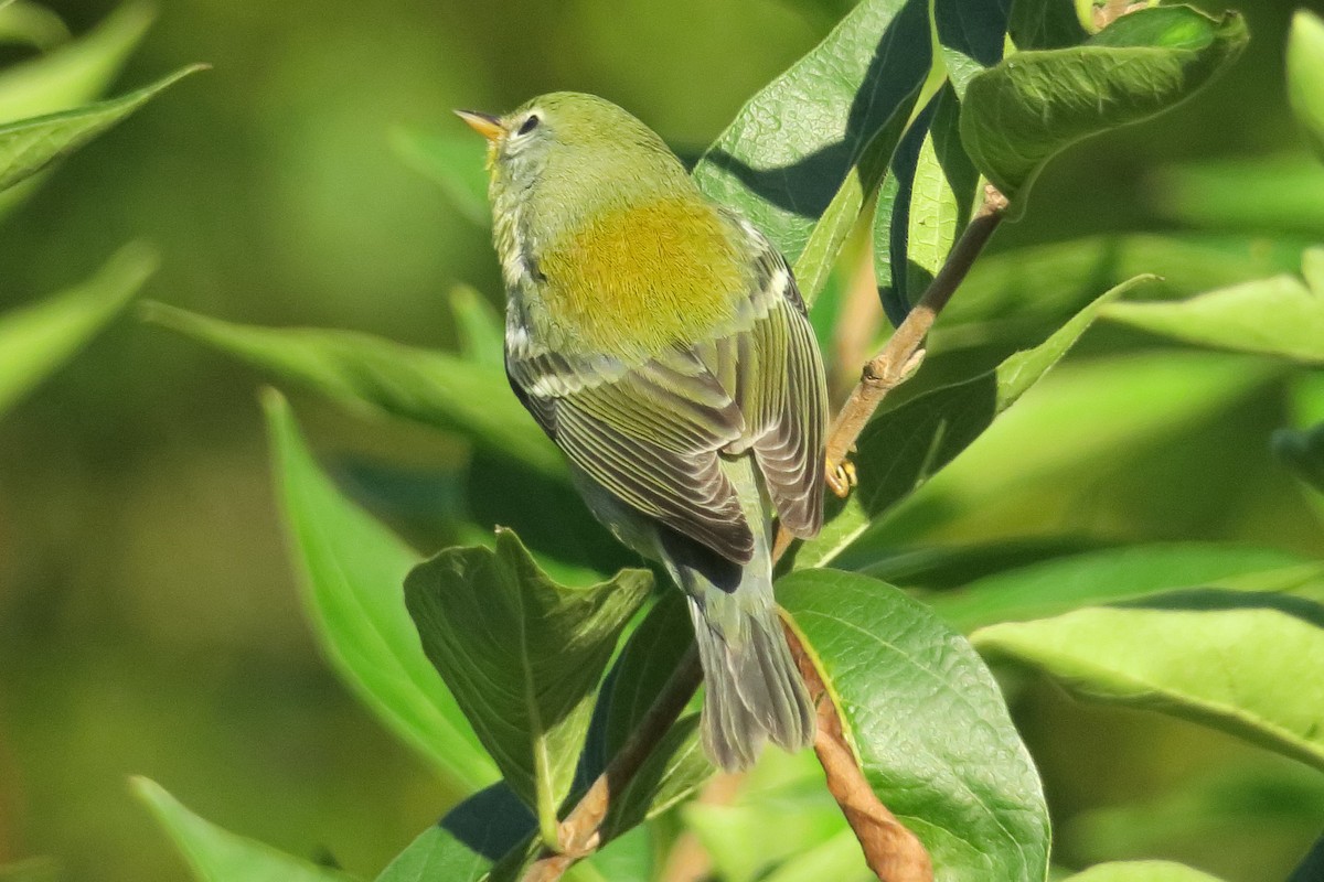 Northern Parula - ML266046821
