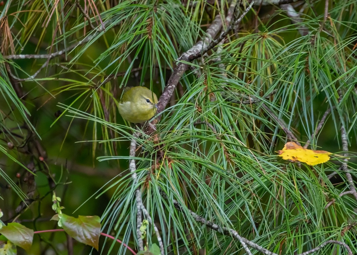 Tennessee Warbler - ML266047661