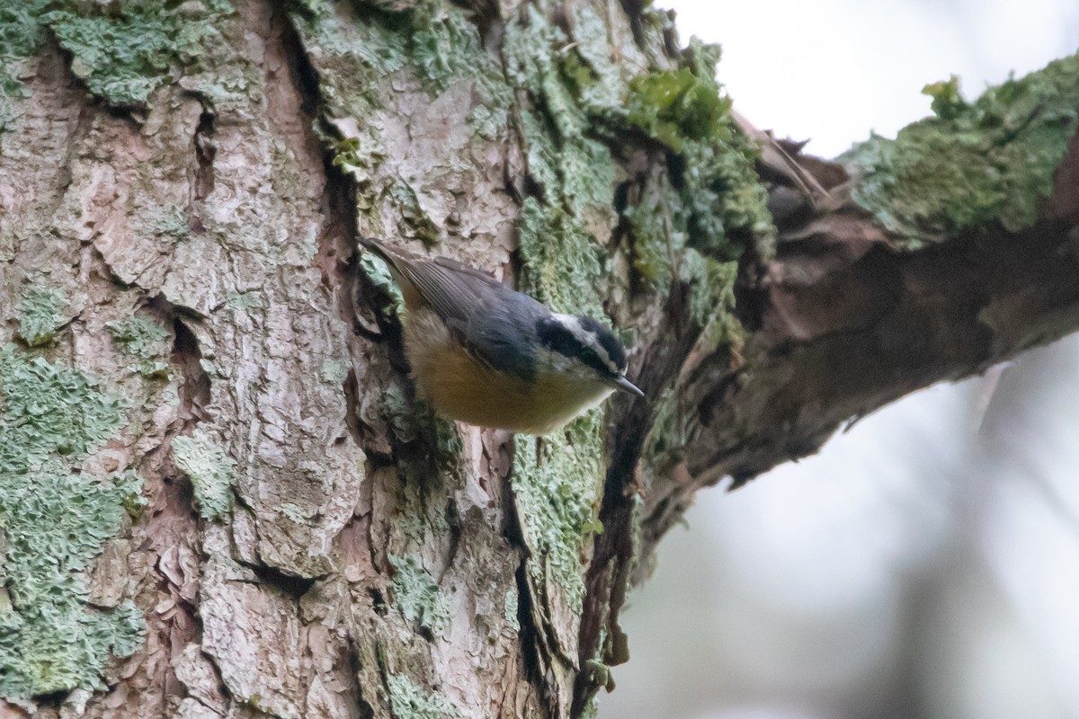 Red-breasted Nuthatch - ML266048751