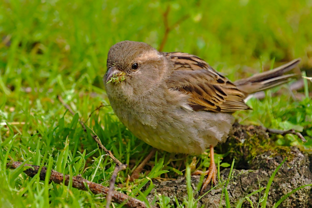 House Sparrow - ML266050261