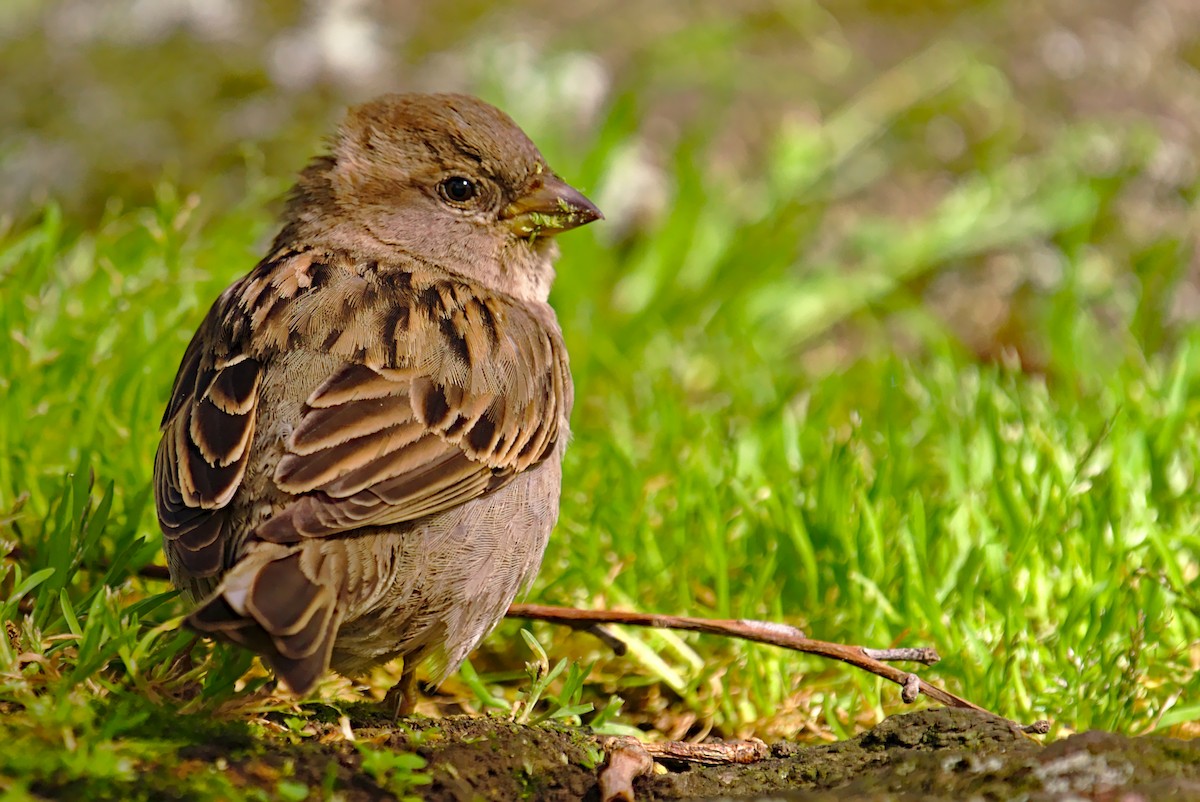 House Sparrow - ML266050281