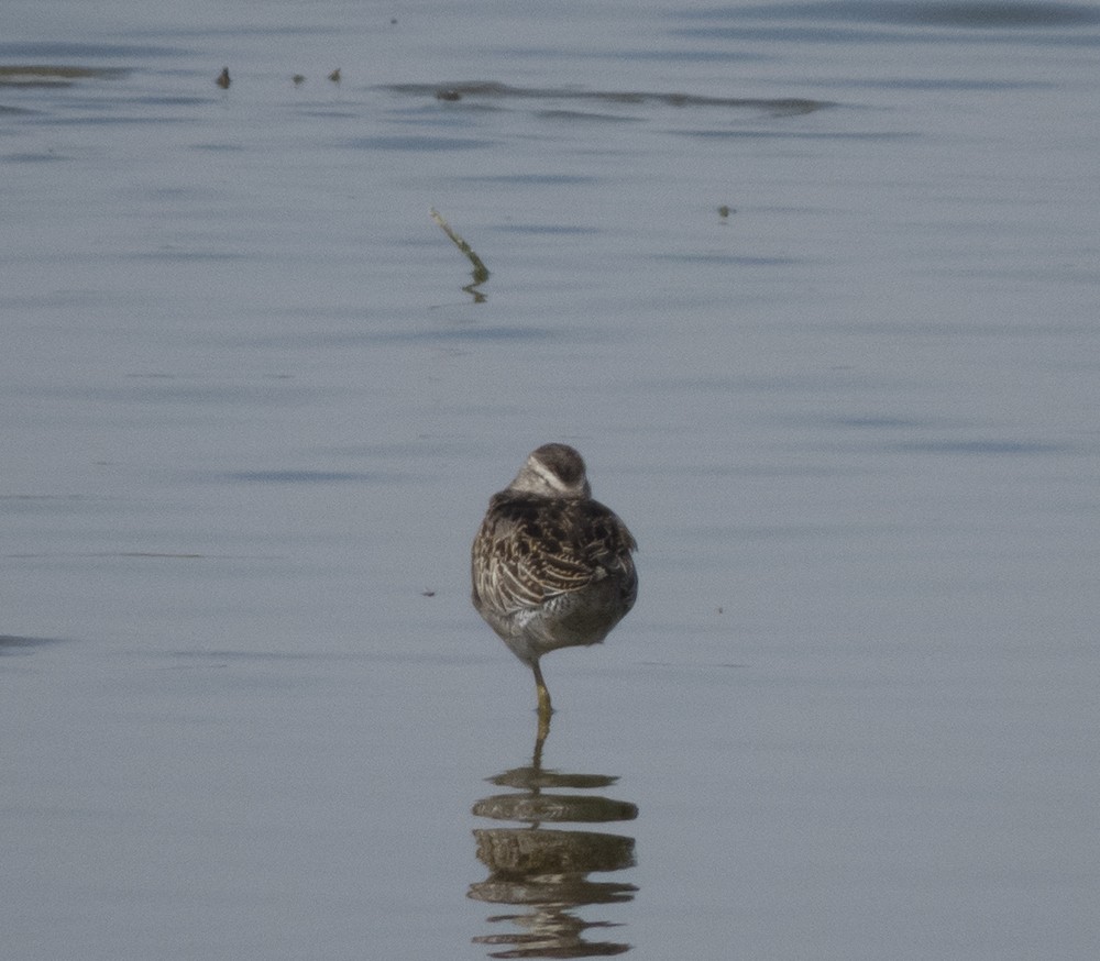 Short-billed Dowitcher - ML266050401