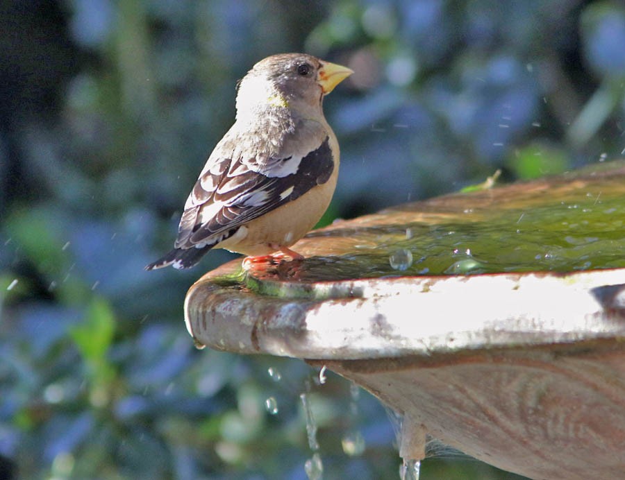 Evening Grosbeak - ML26605361