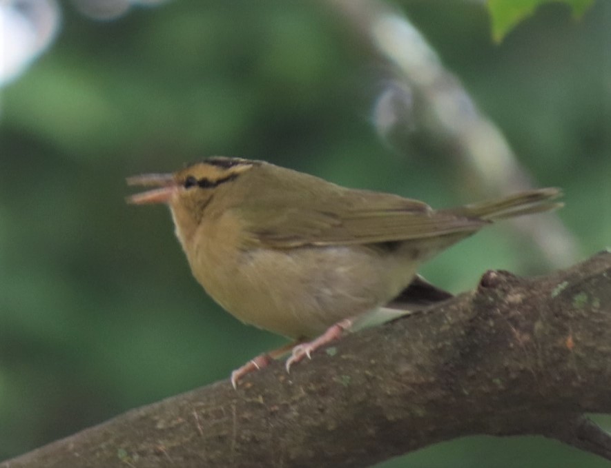 Worm-eating Warbler - ML266054191