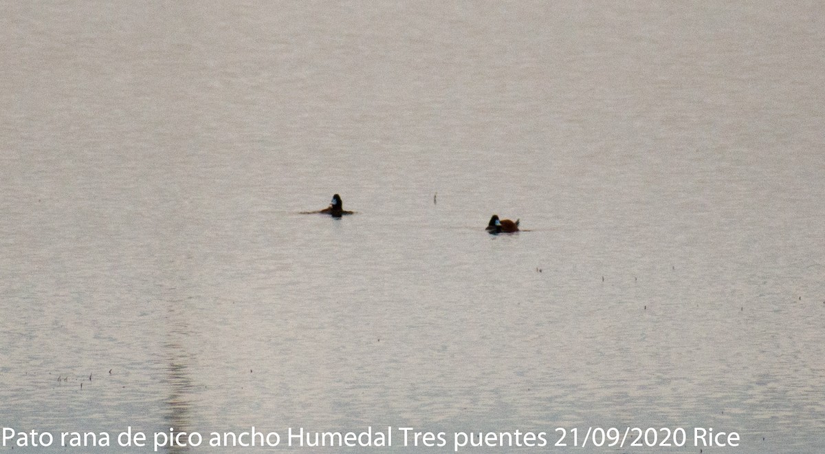 Andean Duck - ML266054211