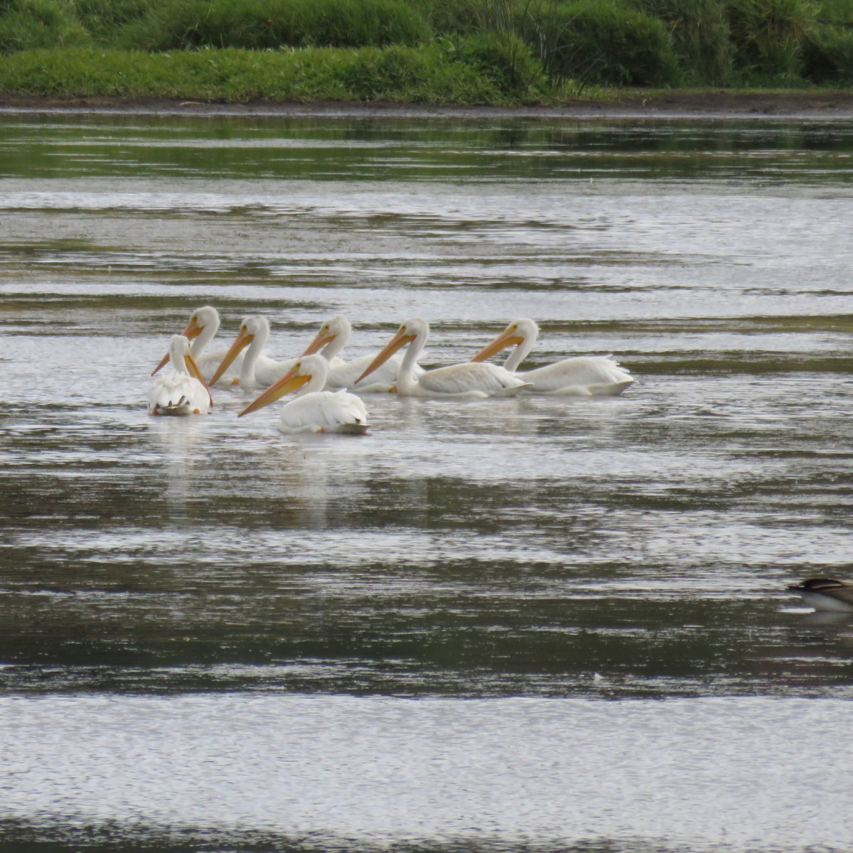 pelikán severoamerický - ML266055051