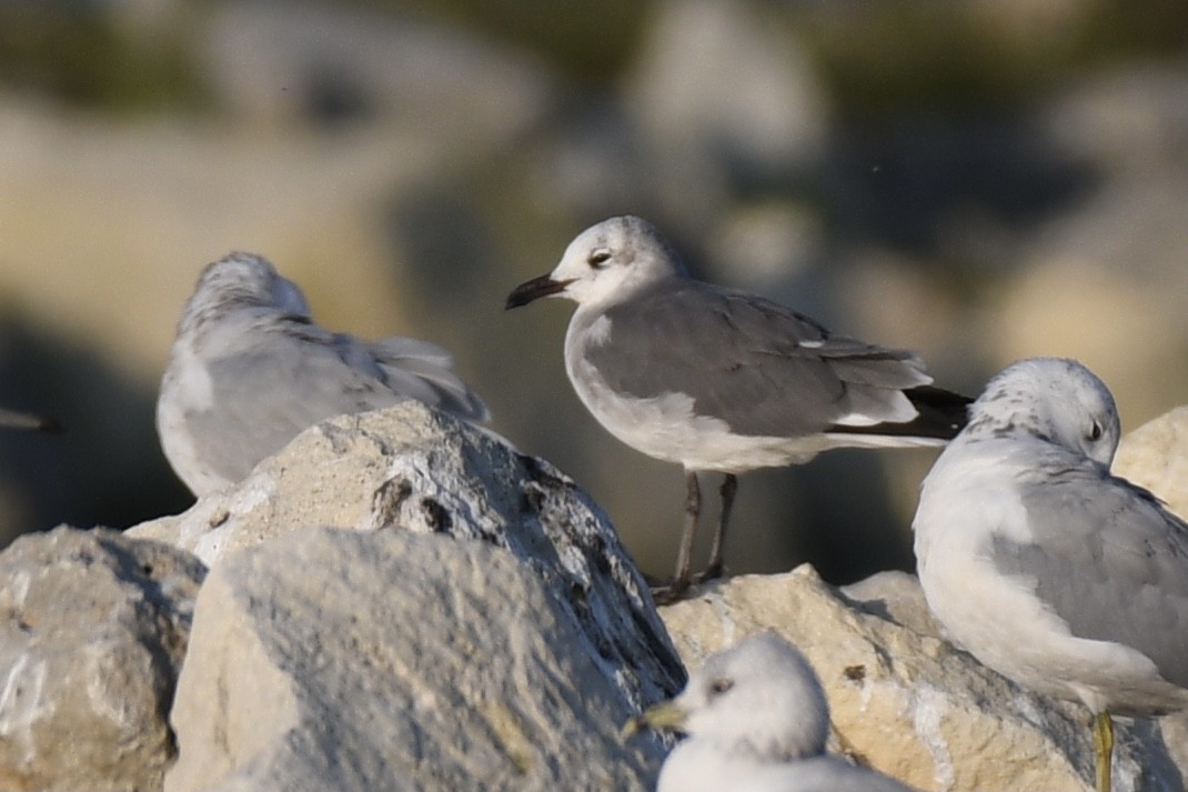 Laughing Gull - ML266056771