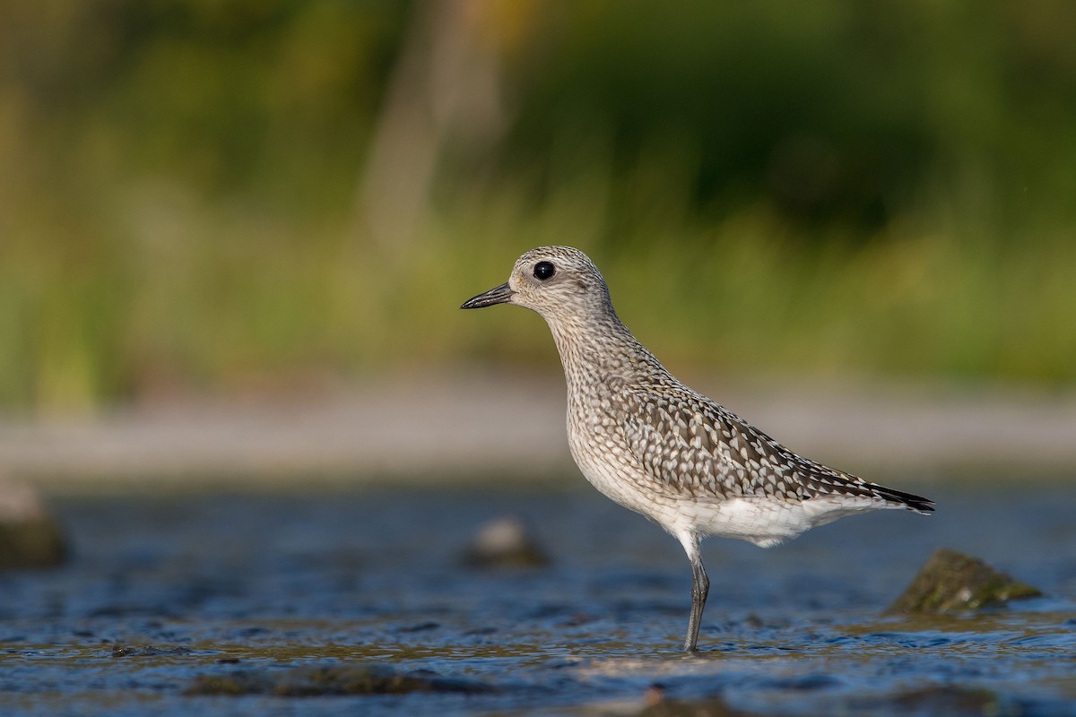 Black-bellied Plover - ML266057181