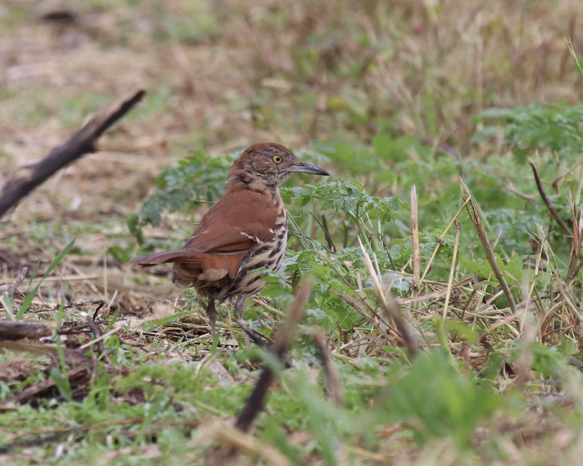 Brown Thrasher - ML266057221